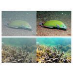 Enhancing Underwater Images Using Slide Stretching Algorithm in RGB and HSI Color Models [ MATLAB Code]